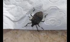 家里為什么會有臭蟲？什么原因引起的