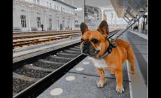 坐火車可以帶寵物嗎?坐火車能不能帶寵物?