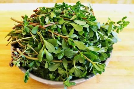 馬齒莧怎么讀?馬齒莧的正確讀音