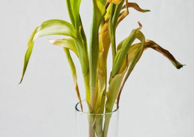 郁金香葉子黃了怎么辦?解決方法是什么?