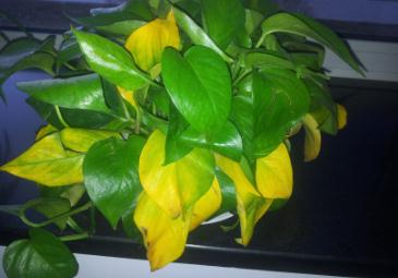 家里綠蘿葉子黃了怎么辦?綠蘿葉子黃了怎么辦怎么救?