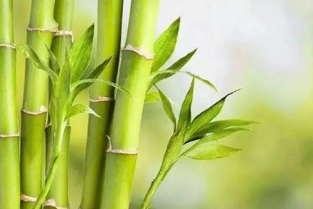 竹子象征什么精神品質(zhì)的人