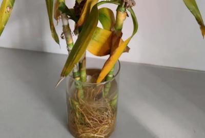 剛養(yǎng)的富貴竹葉子黃了怎么辦(富貴竹葉子黃了怎么辦)