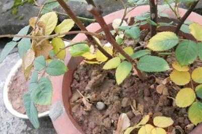 玫瑰葉子黃了怎么辦小妙招