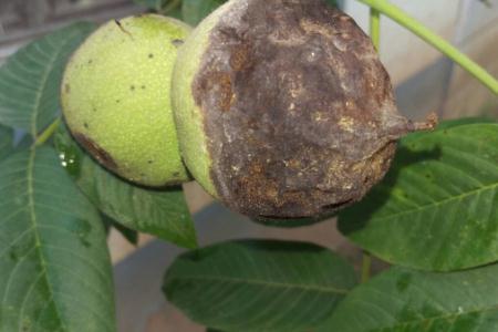 核桃又苦又澀怎么回事