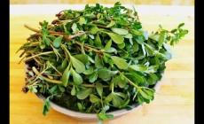 馬齒莧怎么讀？馬齒莧的正確讀音