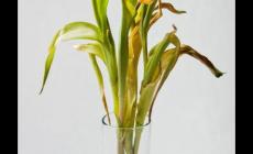 郁金香葉子黃了怎么辦？解決方法是什么？