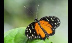 蝴蝶是昆蟲嗎?正確答案