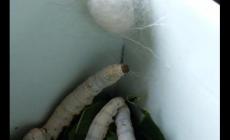 蠶吐絲時要給他準(zhǔn)備什么盒子