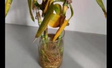 剛養(yǎng)的富貴竹葉子黃了怎么辦（富貴竹葉子黃了怎么辦）