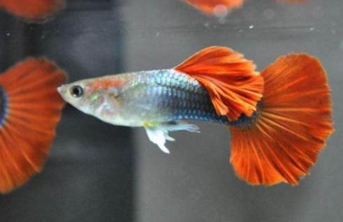 孔雀魚可以和什么魚一起混養 孔雀魚可以和什么魚一起混養