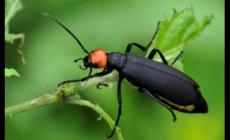 雞公蟲是什么蟲子 雞公蟲的圖片