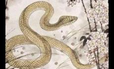 白發(fā)青衫是什么生肖的動物（白發(fā)青衫是什么生肖）