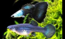 孔雀魚是熱帶魚還是冷水魚