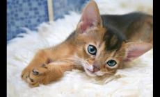 貓磨爪子是為了什么 貓磨爪的主要原因是什么