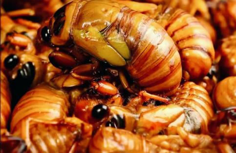 知了猴被列入保護(hù)動(dòng)物了嗎