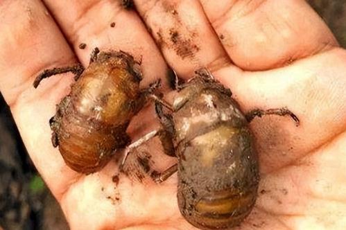 知了多少只一斤 一斤知了猴大概有多少個