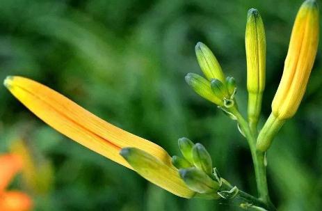 冷知識分享：為什么說忘憂草其實是黃花菜