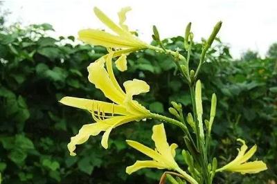 黃花菜為什么叫母親花