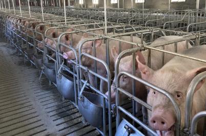 一頭豬大概多少錢?2024年8月能賣4000元嗎?