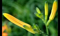 冷知識分享：為什么說忘憂草其實是黃花菜