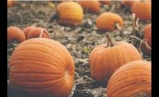 鮮花插在牛糞上的歇后語是什么意思？