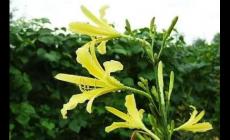 黃花菜為什么叫母親花（黃花菜能夠象征母愛）