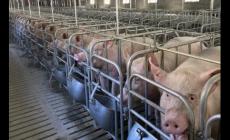 一頭豬大概多少錢？2024年8月能賣4000元嗎？