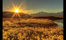 FISU是什么的縮寫(xiě) fisu中文翻譯、用法及例句