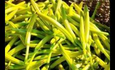 黃花菜的藥用價(jià)值與功效