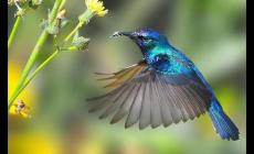 你知道世界上最小的鳥是什么嗎？世界之最冷知識