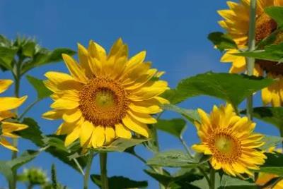 向日葵的花語是什么?其寓意和象征是什么