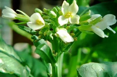 芥藍(lán)的花能不能吃？芥藍(lán)的花可以吃嗎？ - m.0453c.com