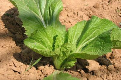 芥藍怎么讀？芥菜讀jie還是gai？