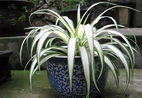 吊蘭的養殖方法和注意事項有哪些 - m.0453c.com