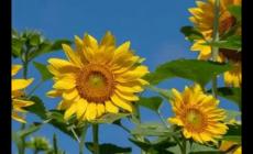 向日葵的花語是什么？其寓意和象征是什么