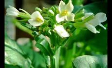 芥藍(lán)的花能不能吃？芥藍(lán)的花可以吃嗎？