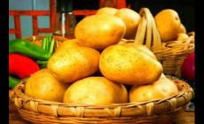 土豆怎么樣保存才能不發芽（土豆怎么樣保存不發芽）