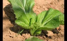 芥藍怎么讀？芥菜讀jie還是gai？