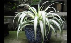 吊蘭的養殖方法和注意事項有哪些 來分享一下唄