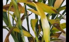 水培富貴竹葉子發(fā)黃怎么挽救（富貴竹的葉子發(fā)黃了怎么辦）