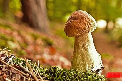 華蓋局的女人命運如何?華蓋的女人命運好嗎?