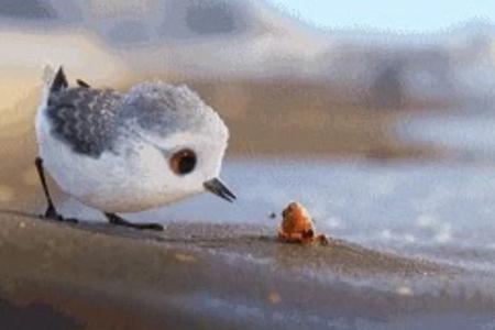 皮克斯動畫鷸教育意義（皮克斯電影鷸的意義）