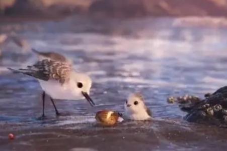 皮克斯動畫短片《鷸》觀后感600字