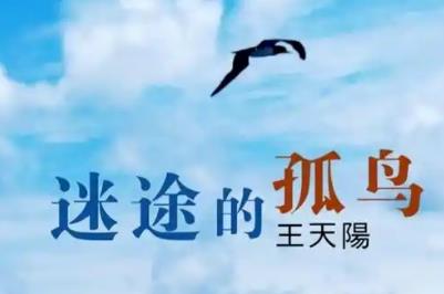 迷途的孤鳥歌詞 迷途的孤鳥歌詞完整版及表達的情感