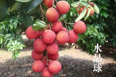 廣州有哪些特色水果特產(chǎn)？介紹一下吧