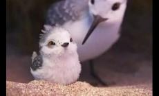 piper鷸怎么讀？無聲動畫短片《Piper》的含義