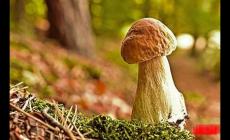 華蓋局的女人命運如何？華蓋的女人命運好嗎？