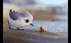 皮克斯動(dòng)畫鷸教育意義（皮克斯電影鷸的意義）