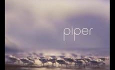 piper動畫短片觀后感850字英文